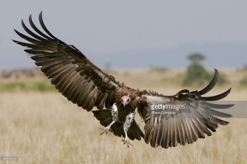 currentsinbiology: zsl-edge-of-existence: The hooded vulture is a small vulture found in sub-Saharan