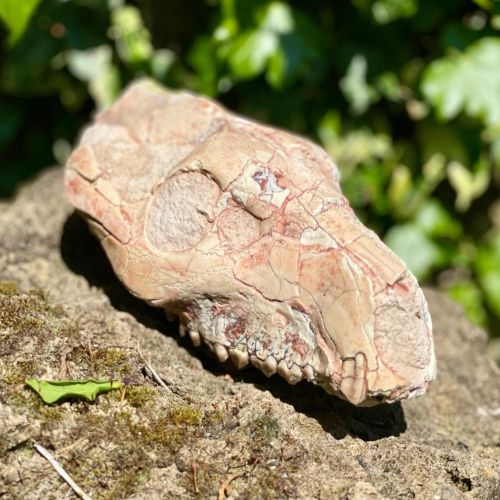 Rose Patina Oreodont   This beautiful Oreodont skull is from the USA and dates back to the Oligocene