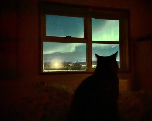 Anche stasera in pole position #northernlights #cat #iceland www.instagram.com/p/CLnYOAgnWH5