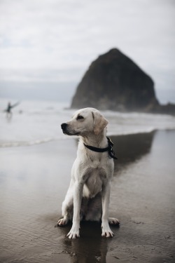 a-hound-dog:  Unknown yellow Labrador retriever,