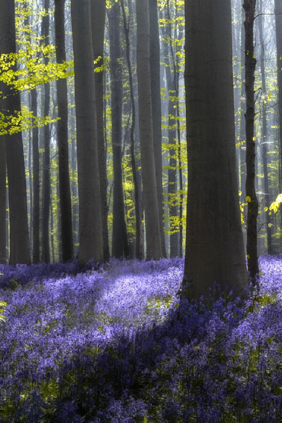 sublim-ature:  Saxony-Anhalt, GermanyWil Mijer 