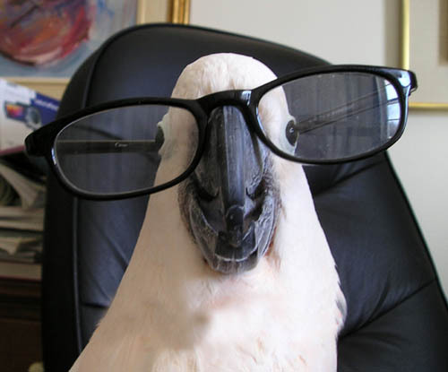 bathassaultz:  rissawesome:  agender-ara:  flagitiousbunny:  WHAT ARE BIRDS   Hello