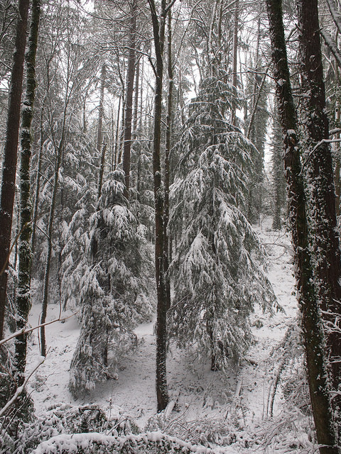 Snow covered trees by n1el on Flickr.