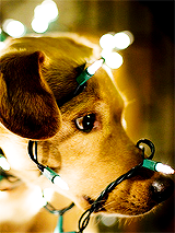  Christmas Stuff: Christmas lights + Dogs