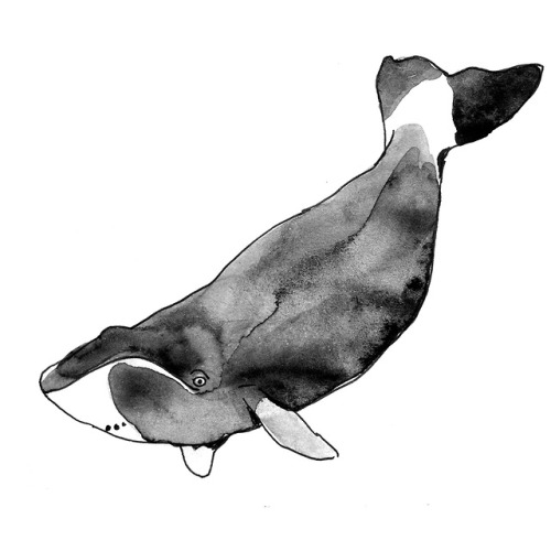 #18 Bowhead whale