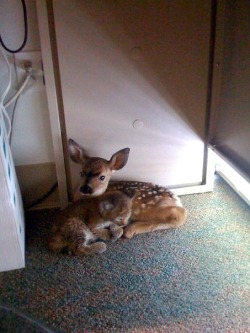 awwww-cute:  This fawn and bobcat were found in an office together, cuddling under a desk after a forest fire 