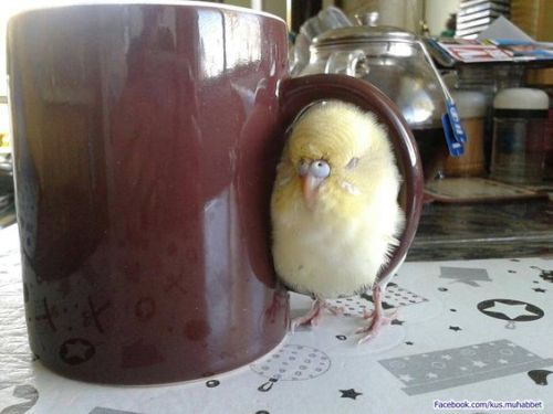 iguanamouth:  budgie-research: sleeping ive passed this photo like four times and each one i gotta pause for sec because it looks like 