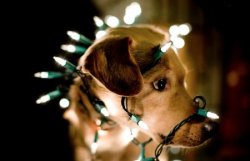 aswechoke:  Here are some dogs wearing Christmas