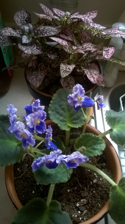 Porn photo My African violets and my polka dot plant