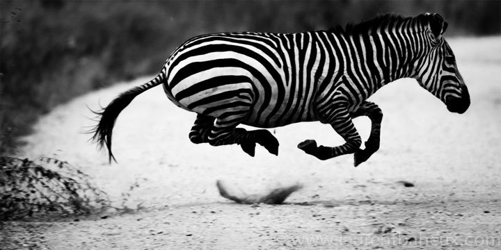 Laurent Baheux