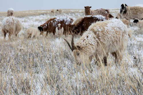 Mongolia’s December 2016 livestock census annual livestock census counted about 28 million sheep, 26