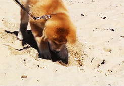 dailyanimals:  [x] 