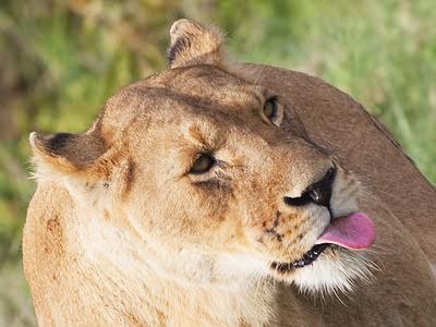 kokiron: theladyems:  Do lions blep.   i hope this helps 