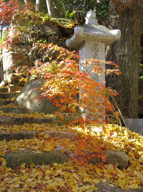 isao-takeda:  2014年11月30日　鷲林寺　兵庫県西宮市 