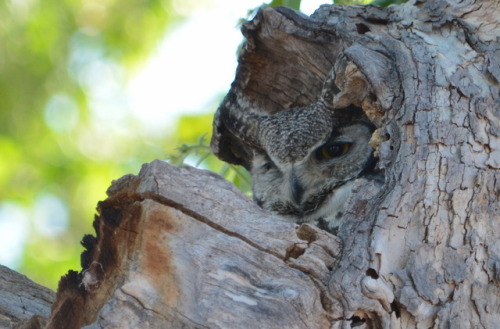 Great horned owl in Portalnesting in a tree at Portal Peak Lodge, Store & Cafe