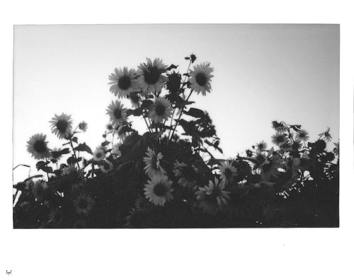 un-amor-pasajero.tumblr.com/post/104617356072/