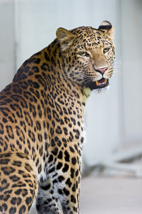 waasabi: Leopardess looking back at me by Tambako the Jaguar