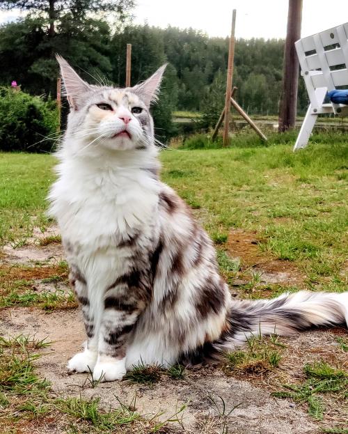 supermodelcats:  Don’t speak to me unless