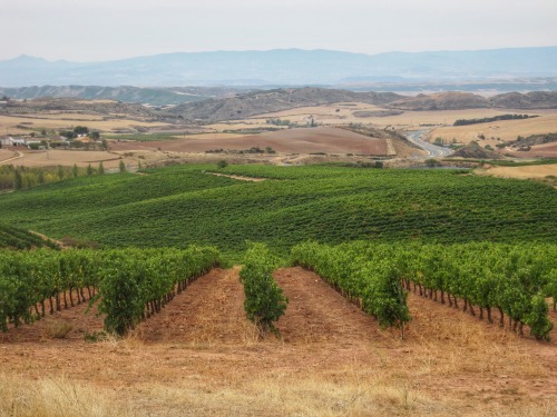 Viñedos de Navarra, cerca de Viana, 2011.