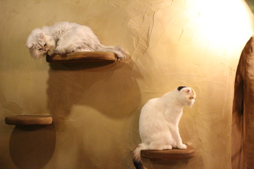 travelry: The most beautiful cat cafe I have been to. It’s called Temari no Ouchi (Temari’s house) i