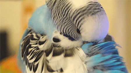 kazooie: budgiechops: Gentle preening  @krysyoyo 