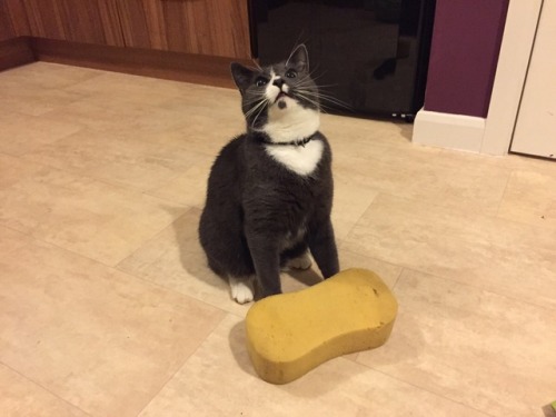 catsbeaversandducks:  Instead of hunting and bringing home things like mice and birds, Milo The Cat likes to hunt sponges.“You can clean my litter box now!”Photos by Funkmonk_360