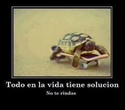 TURTLES | via Facebook en We Heart It. http://weheartit.com/entry/74834943/via/krlitha_pinones