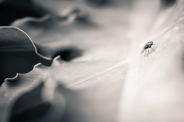 fliege-1 by Graf.Jacqueline on Flickr.