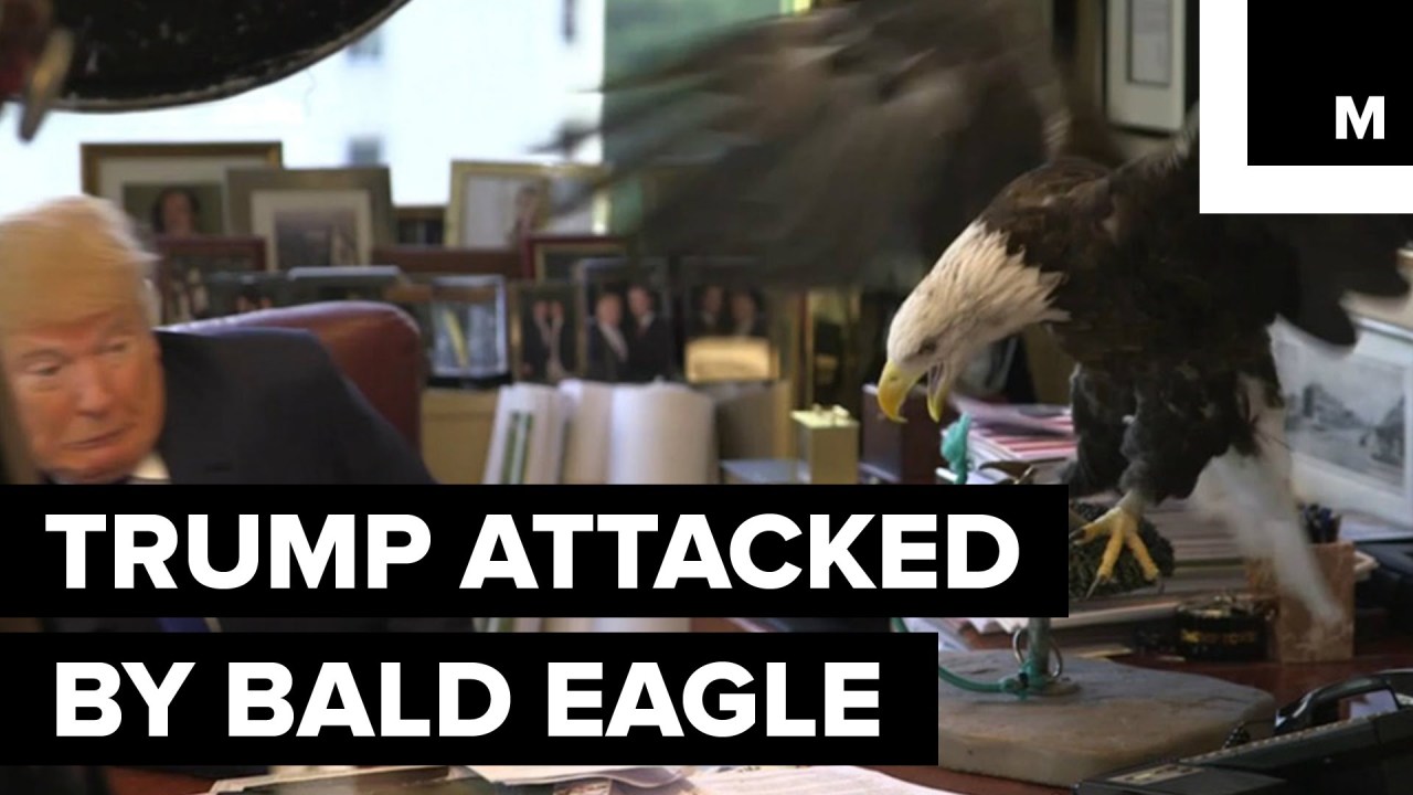 imyourproblemnow:  therationalnational:  The birds know..    