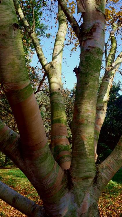 Getting Closer - Erman&rsquo;s Birch - Betula Ermanii.