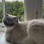 charliearya