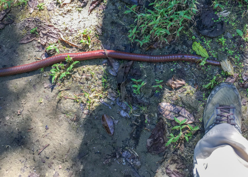 onenicebugperday:  onenicebugperday:  Giant earthworms, Martiodrilus sp.,  Glossoscolecidae