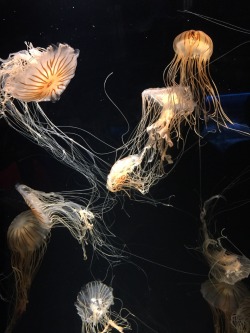 mothurs:  look at these pictures of the jellyfish