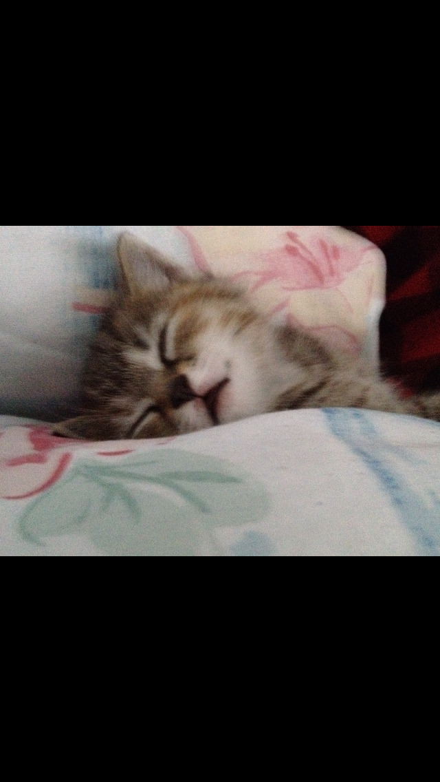 Unflattering Cat Selfies