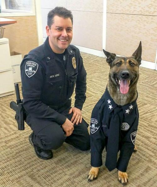 awwcutepets:Kilo the drug dog, all dressed up!