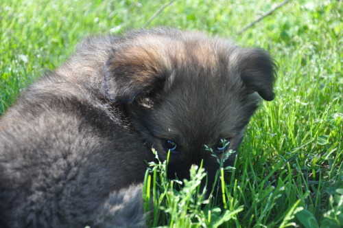ketchupluvr182:  he thinks he’s hiding in this lil bit of grass 