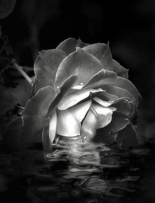 labyrinthofsolitude:  Dark Rose