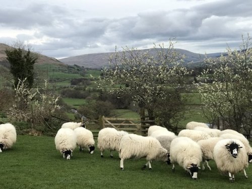 pagewoman:Plum Blossom and Rough Fell Sheepby Alison O’Neill