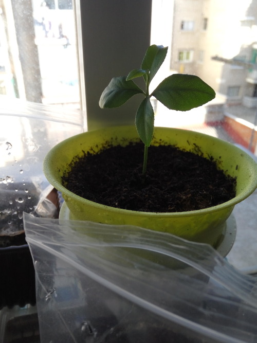 31/May/2016Just 5 days after being planted the sunflowers have sprouted! On the pic, 3 from white se