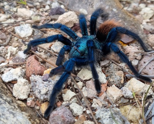 onenicebugperday:North American cobalt tarantula, Aphonopelma mooreae, Theraphosidae Found in Sonora