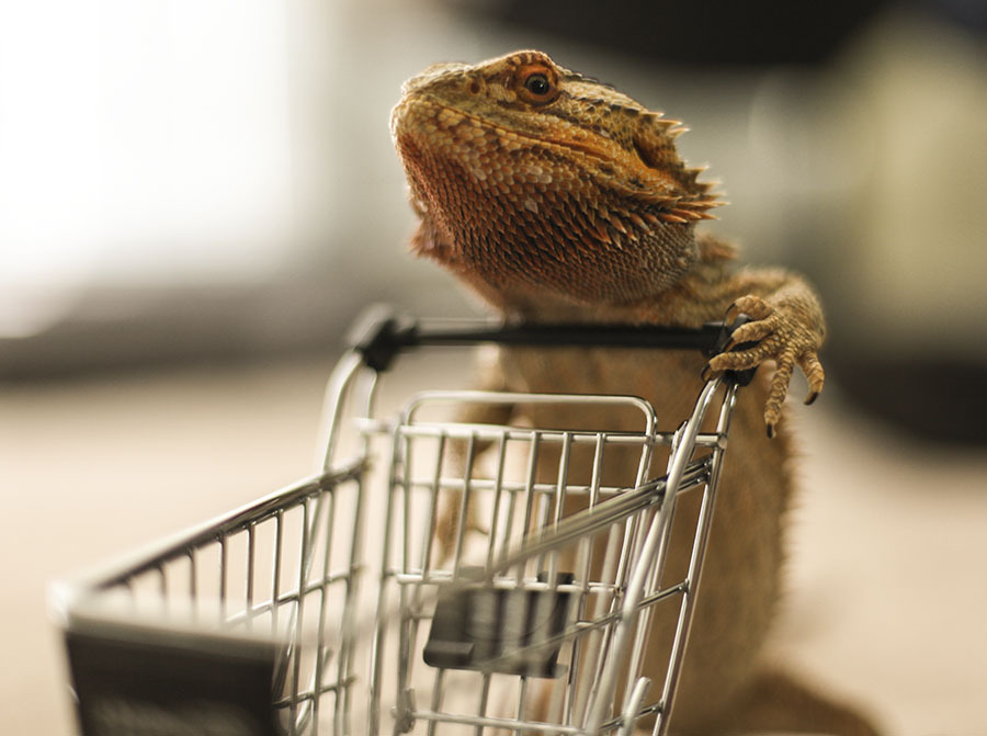 catsbeaversandducks:  Meet Pringle: The Little Lizard with a Big Personality Photos