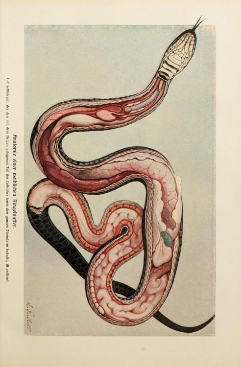 themagicfarawayttree: The anatomy of a snake.