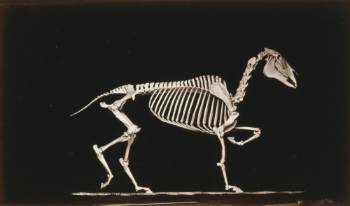 onceuponatown:Skeleton of horse, running. By Eadweard Muybridge. San Francisco c.1881. 