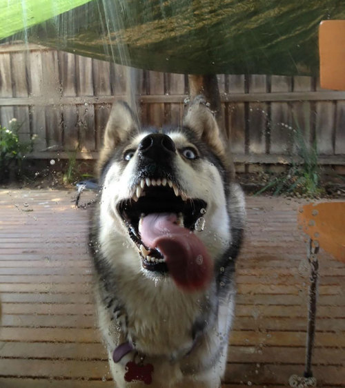 boredpanda:  20+ Animals Licking Glass That Look Absolutely Silly  