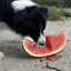 horneddog