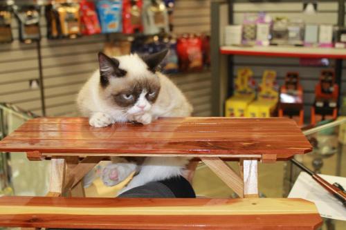 tardthegrumpycat:  The Daily Grump | December 25, 2012