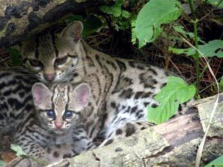 cool-critters:Margay (Leopardus wiedii)The Margay is a solitary and nocturnal animal that prefers re