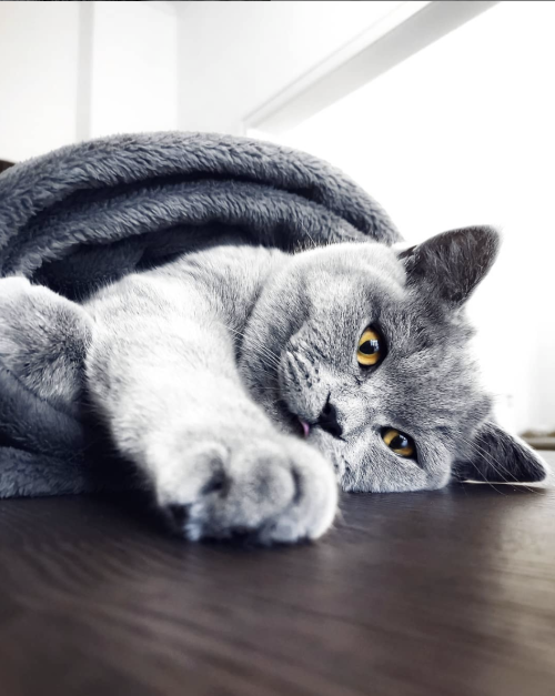 gentle-breeze: favorite-aesthetic: This cat is gorgeous Source Beautiful gray kitty..gorgeous