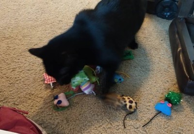 fbwzoo:fbwzoo:Imagine thinking you should toss your cat outside to get hit by a car or eaten by a coyote because there’s justNoPossibleWayToGiveThem EnrichmentInside.Imagine if there was only a way to increase space for your cat inside.There’s