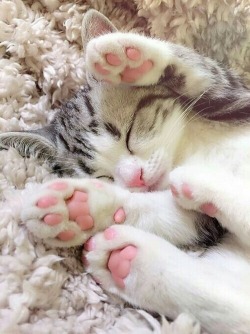 Cutencats:  @Cutencats